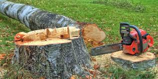 Trusted Bishopville, SC Tree Services Experts