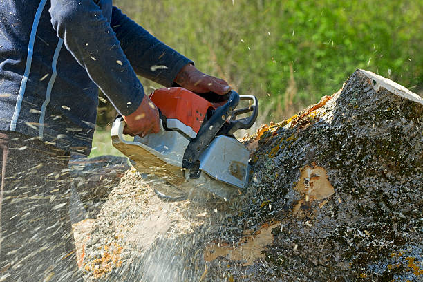 Best Tree Disease Treatment  in Bishopville, SC