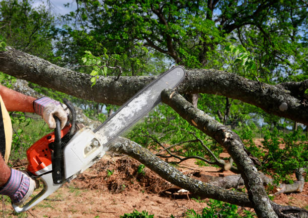 Best Root Management and Removal  in Bishopville, SC